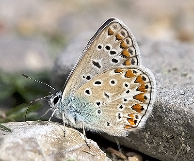 Aricia agestis